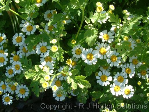 Pyrethrum Tanacetum 